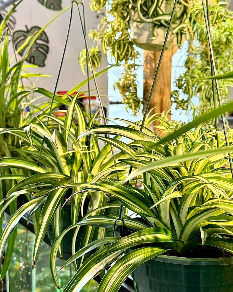 Increase Light Exposure To Encourage Flowering