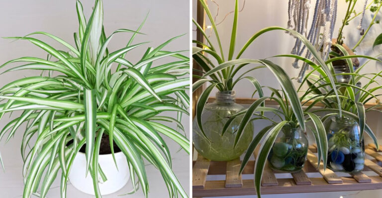 How To Get Spider Plants To Flower And Multiply In Georgia