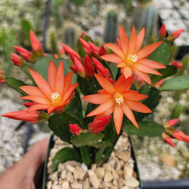 Understanding What An Easter Cactus Actually Is