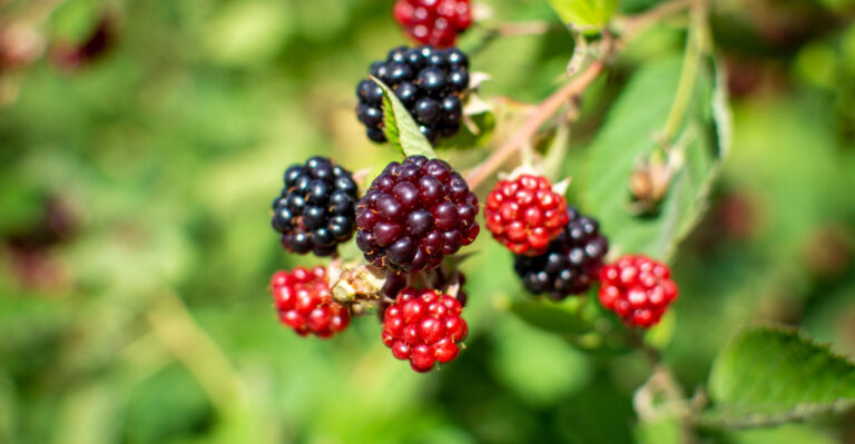 blackberries (featured image)
