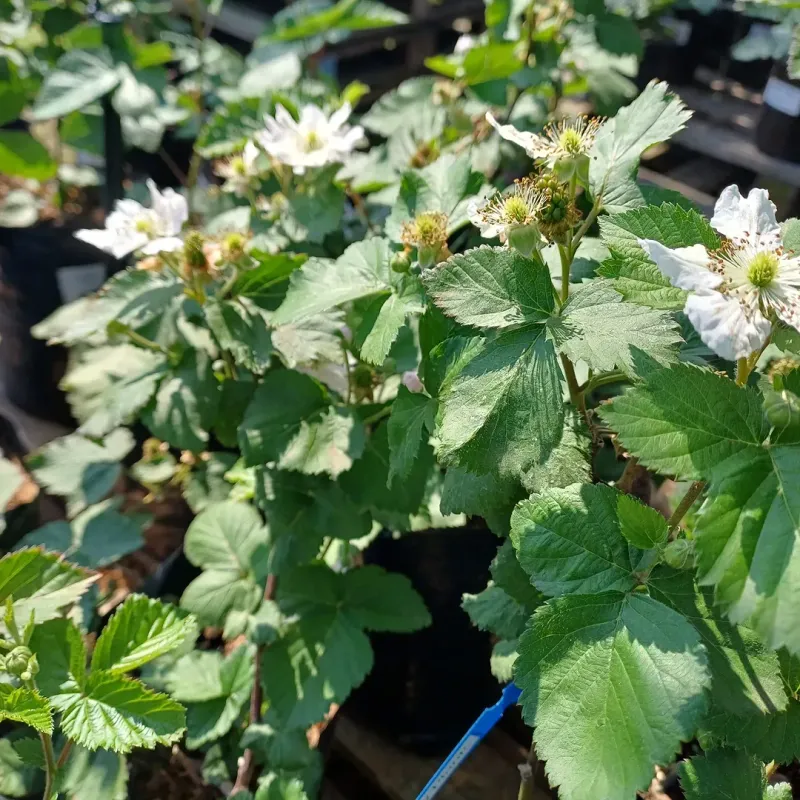 Choose Heat-Tolerant Blackberry Varieties That Handle Desert Conditions