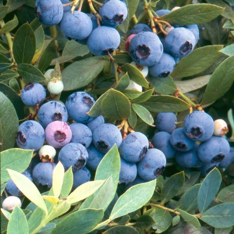 Choose The Right Blueberry Type For Your Region
