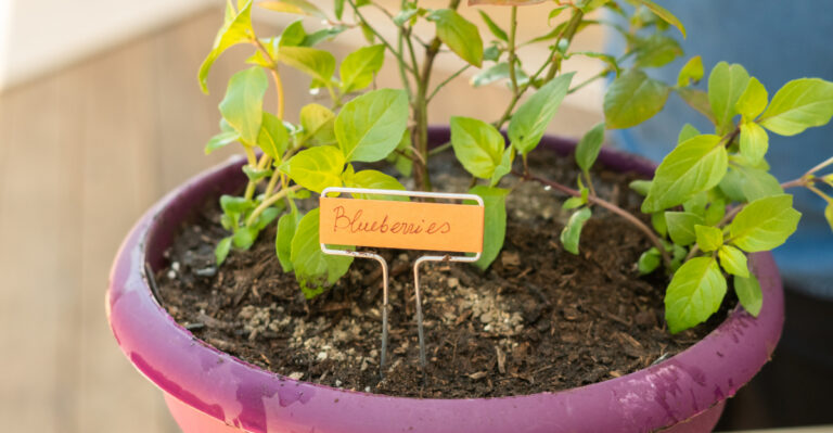 How To Grow Blueberries In Oregon Using Containers