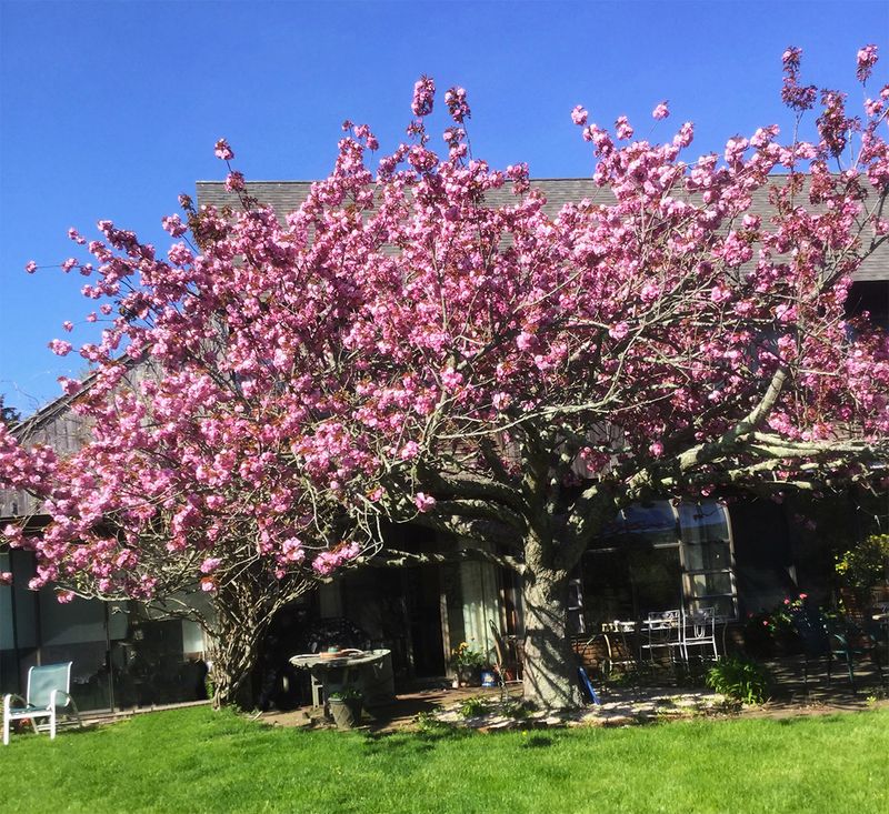 Choosing The Right Cherry Tree Variety For Washington