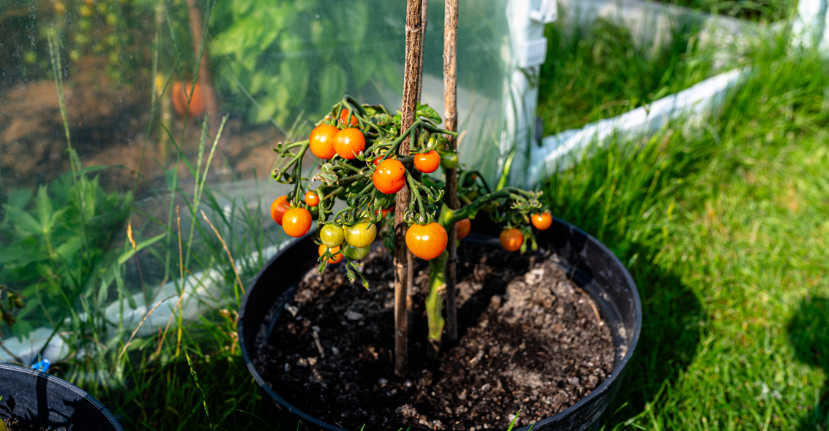 How To Grow Container Tomatoes In Ohio