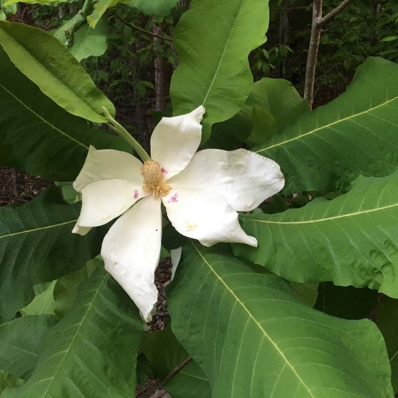 Choose Varieties That Handle Heat And Humidity Well