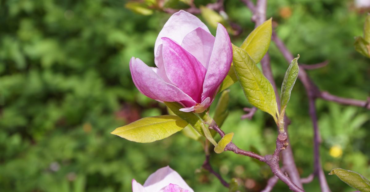 magnolia (featured image)