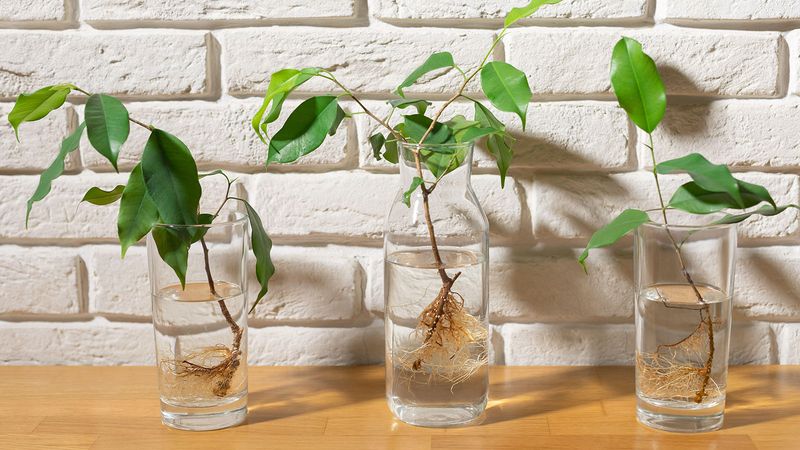 Many Common Houseplants Root Easily In Water Indoors
