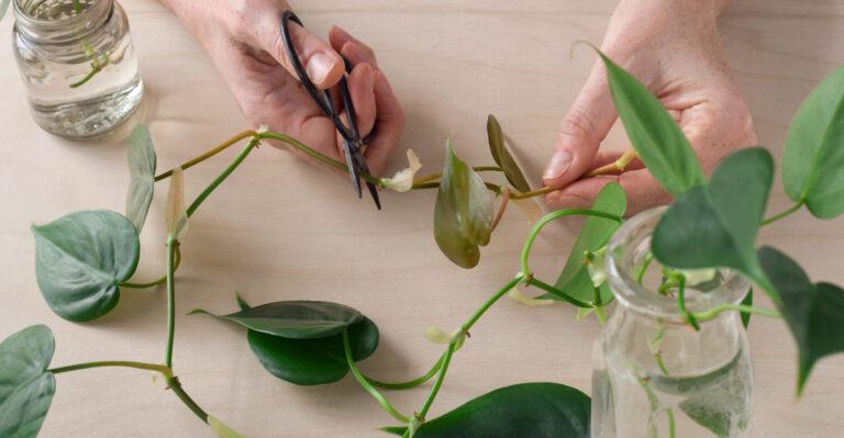 indoor plant propagation