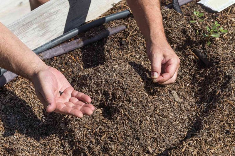 Wait For Warm Soil And Prepare The Planting Spot