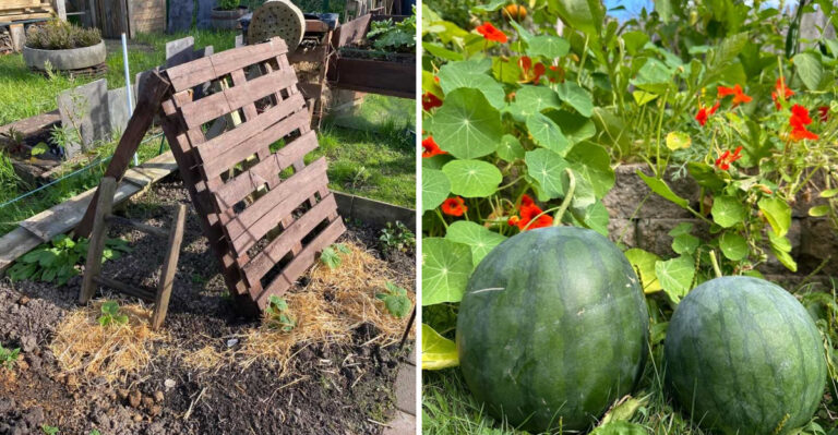 How To Grow Large Watermelons In Georgia With A Simple Pallet Trick