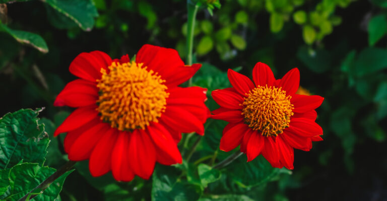 How To Grow Mexican Sunflowers In California For Bright Summer Color