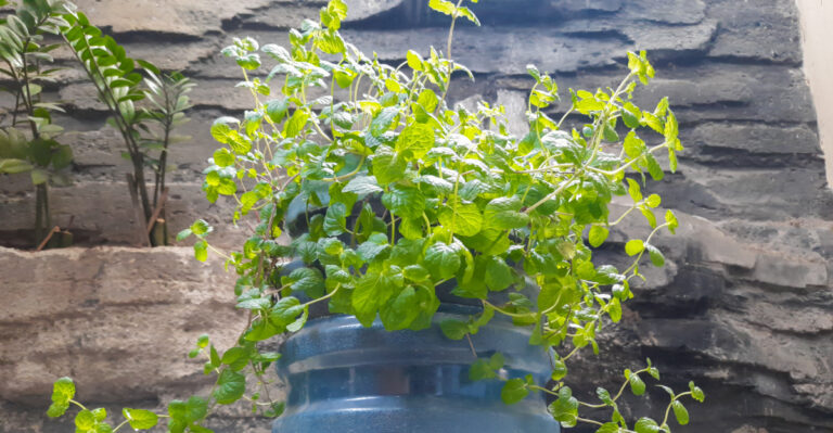 How To Grow Mint Easily In Plastic Bottles In Oregon