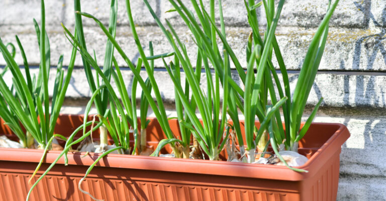 How To Grow Onions In Containers In California For Fresh Harvests Anytime