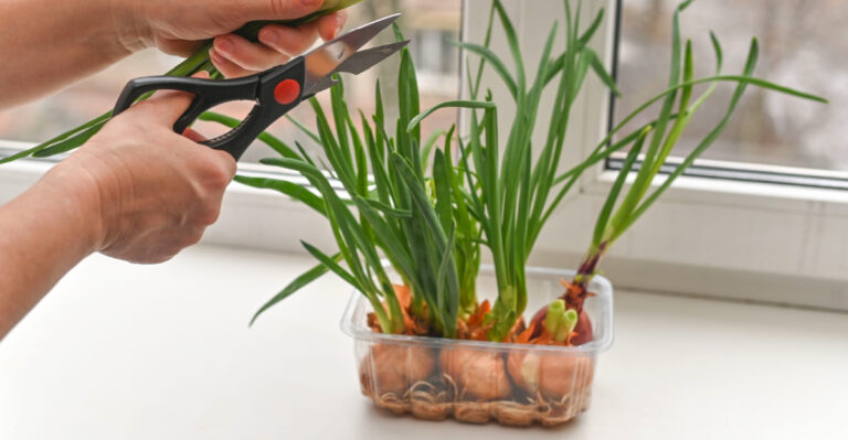 How To Grow Onions In Containers In Texas For Fresh Harvests Year Round