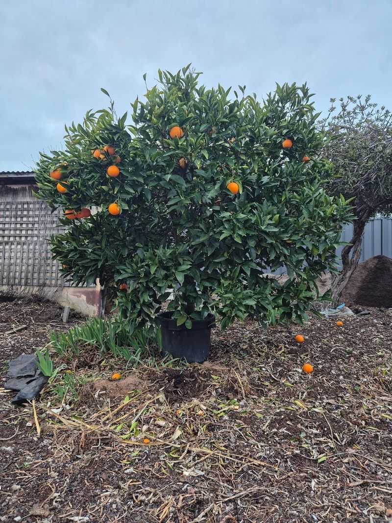 Choose A Dwarf Orange Tree