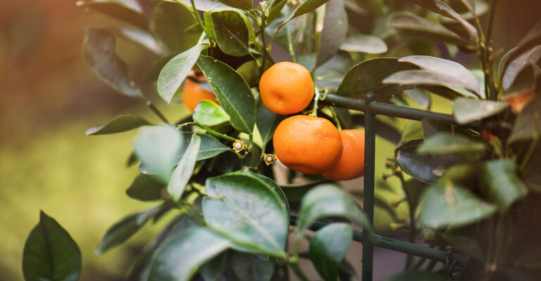 How To Grow Orange Trees Successfully In Containers In California