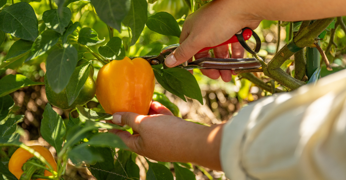 How To Grow Peppers In California Successfully