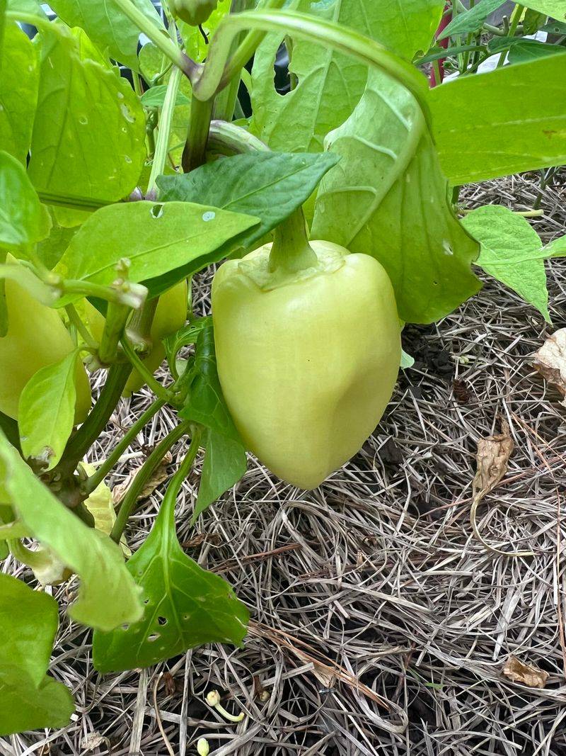 Choose Warm-Season Pepper Varieties Suited To California Climates