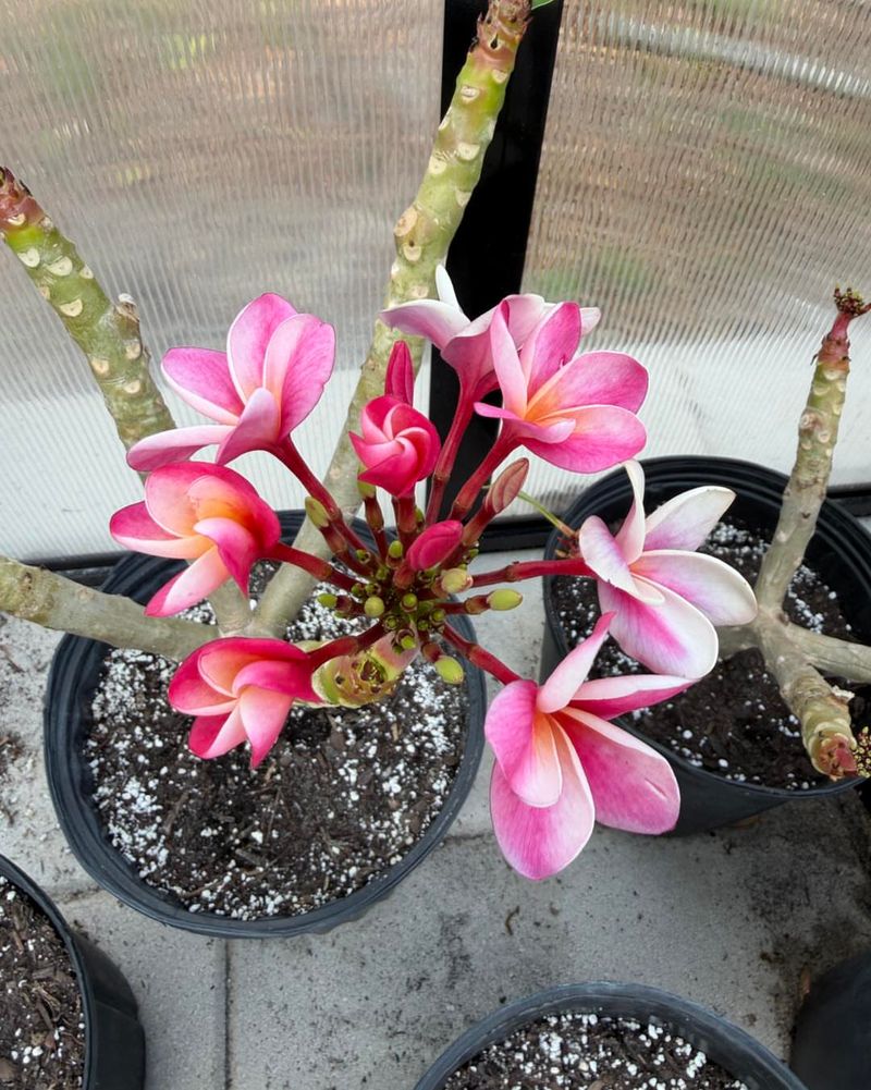 Use Fast Draining Soil To Prevent Root Rot