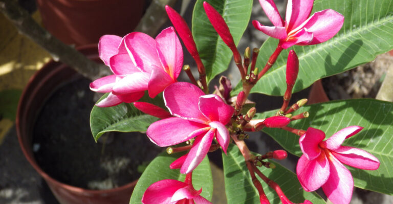 Plumeria (featured image)