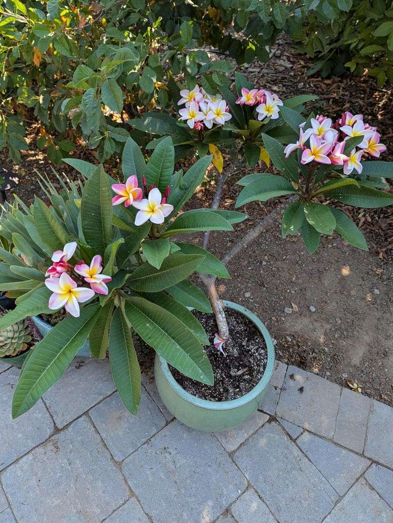 Full Sun Helps Plumeria Bloom Better In Texas