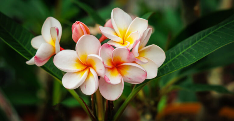How To Grow Plumeria In Pots In Texas For Healthy Summer Growth