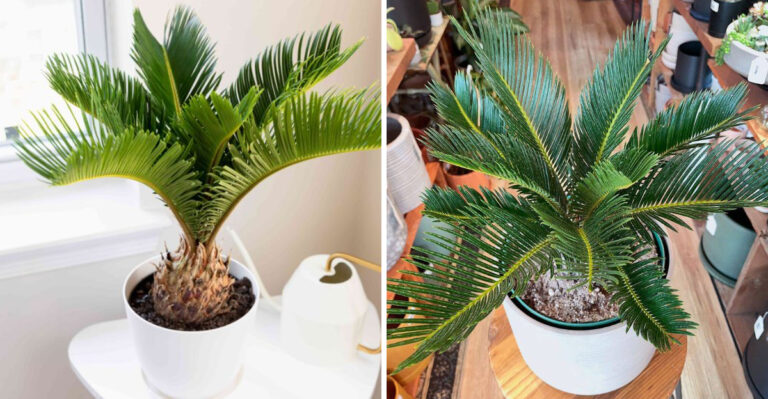 How To Grow Sago Palm Successfully In Coastal And Warm Parts Of North Carolina