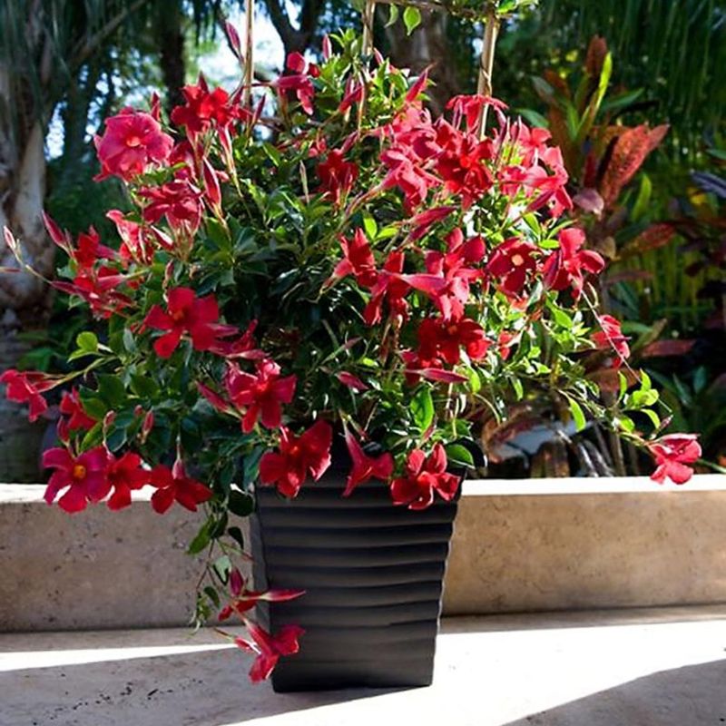 Choose A Large Pot To Support Strong Root Growth