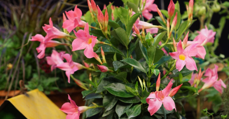 plant (featured image)