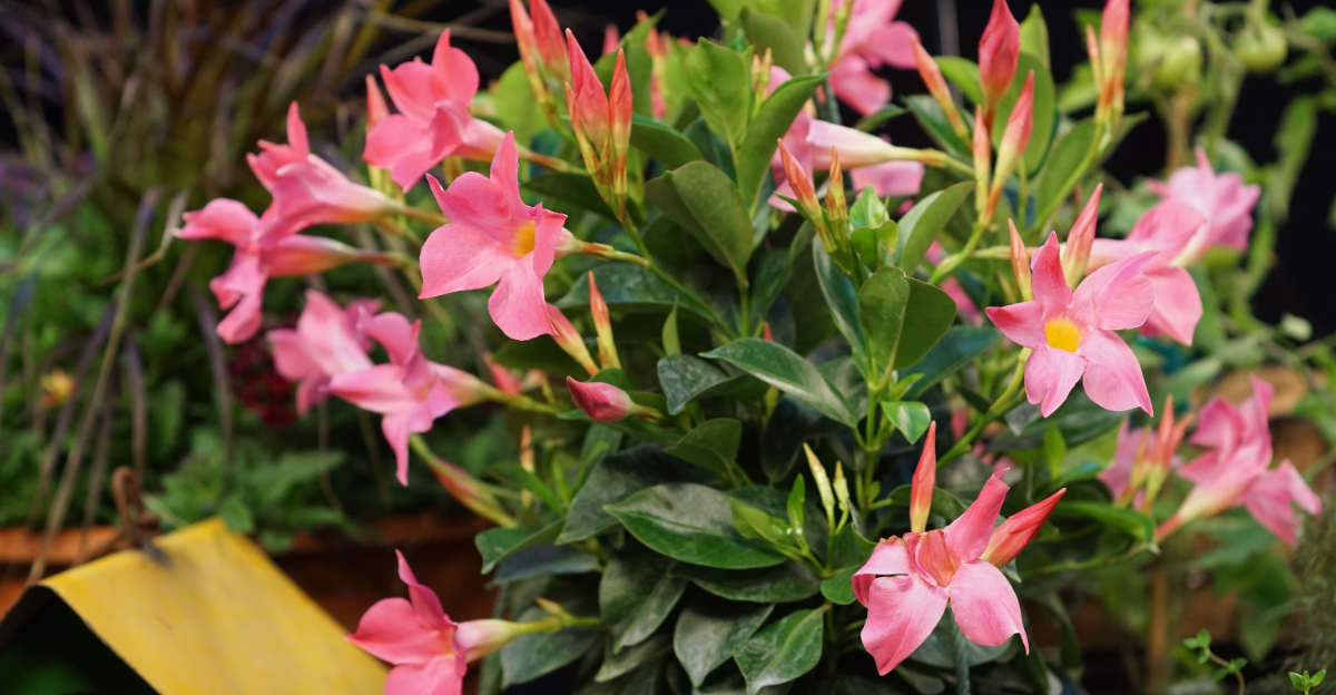 plant (featured image)