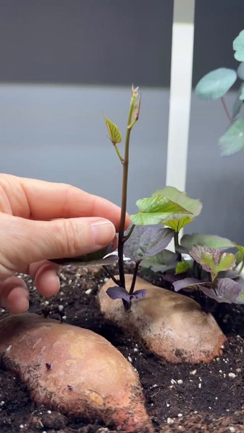 Start With Slips, Not Seeds