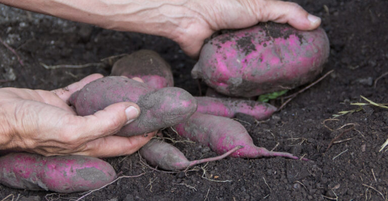 harvesting sweet potatoes