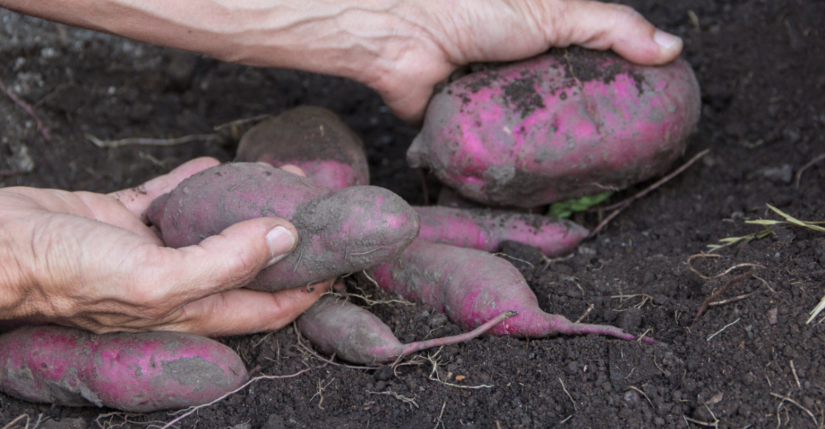 harvesting sweet potatoes