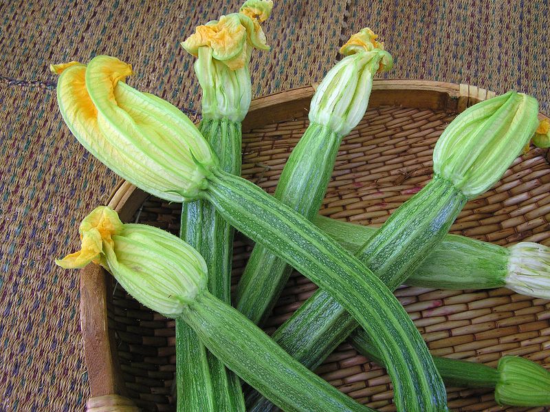 Choose Compact Or Suitable Zucchini Varieties