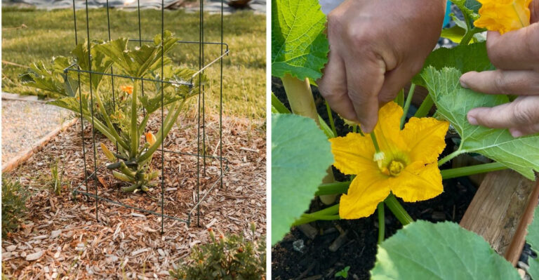 How To Grow Zucchini Vertically In Arizona Gardens