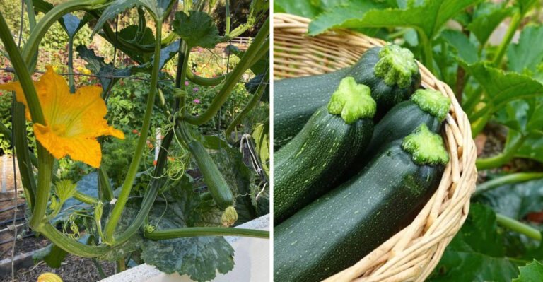 How To Grow Zucchini Vertically In Georgia For Bigger Harvests