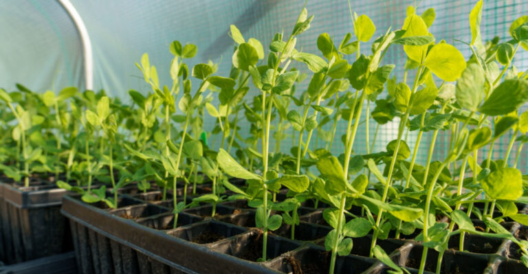 How To Harden Off Seedlings Properly In Arizona’s Intense April Sun