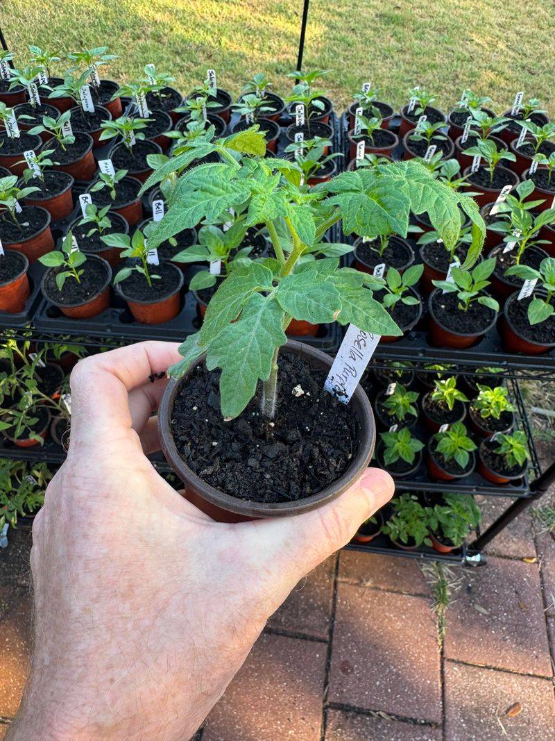 Start In Bright Shade