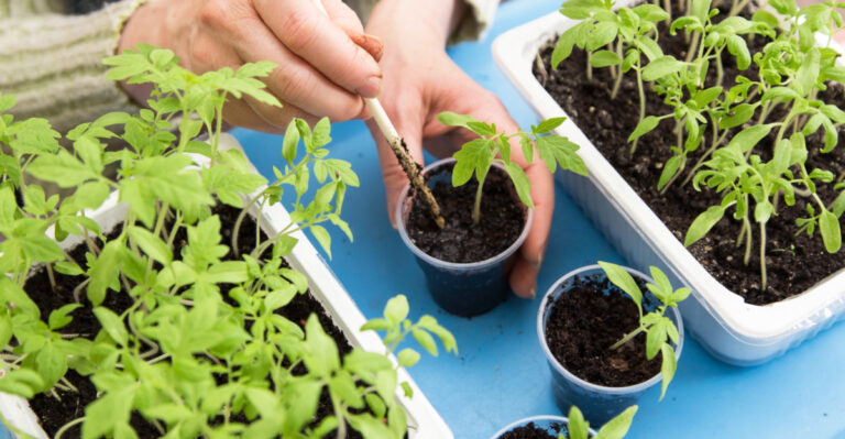 tomato seedlings