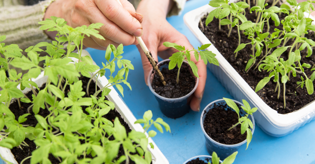 tomato seedlings