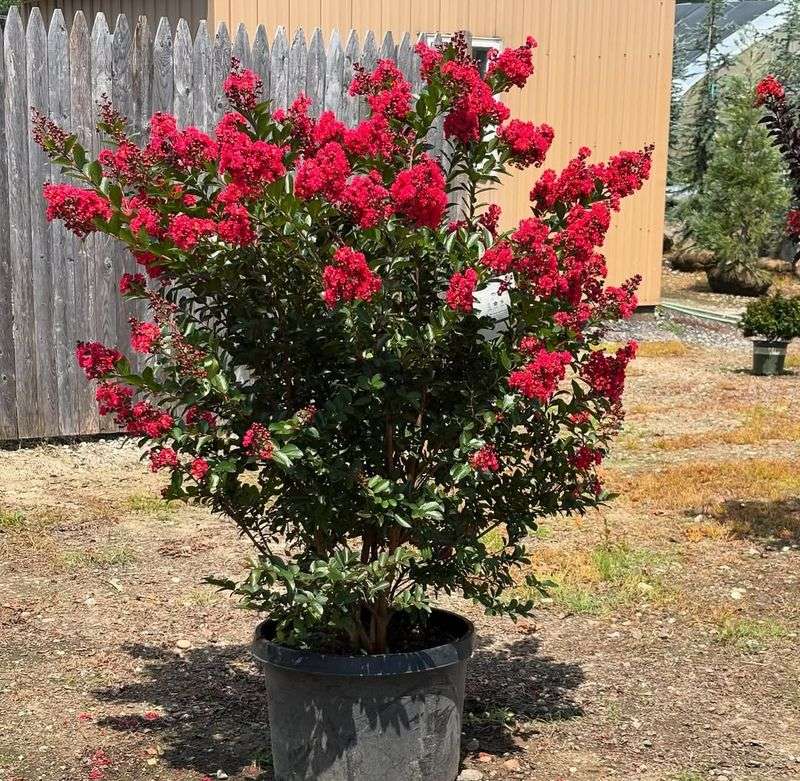 The Pruning Mistake That Ruins Its Natural Shape