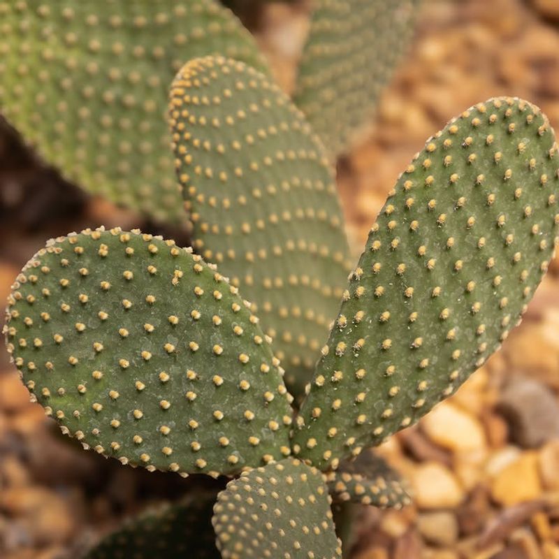 Give It Full Sun To Support Strong Flower Production