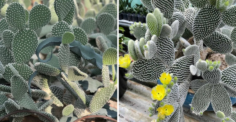 How To Help Bunny Ear Cactus Bloom In Arizona Without Stress