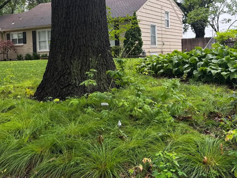 Where It Looks Best In The Landscape