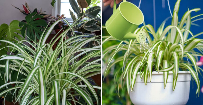 How To Help Spider Plants Flower And Grow More Offsets In Arizona