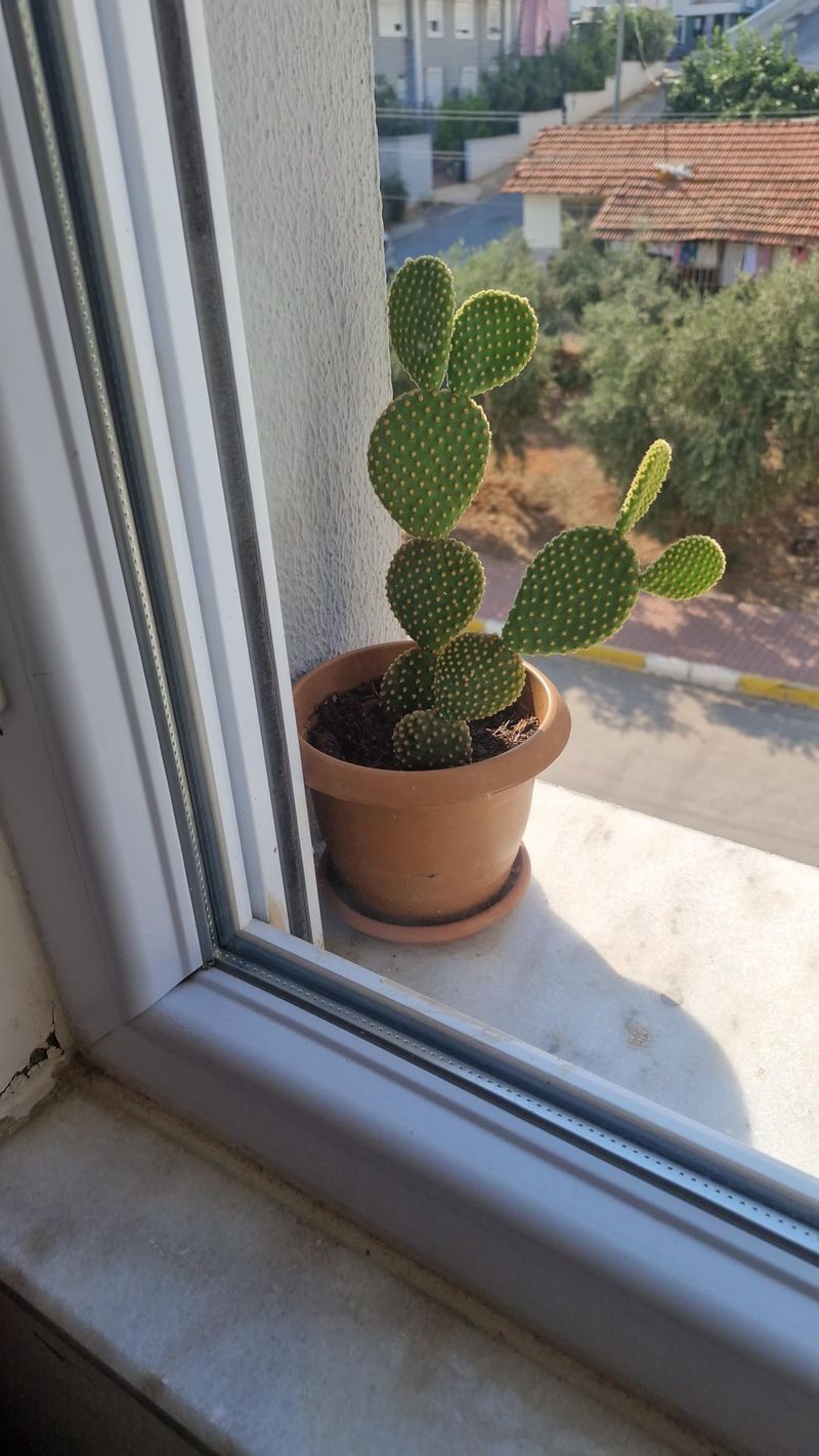 Bright Light Gives Bunny Ear Cactus A Better Chance To Bloom