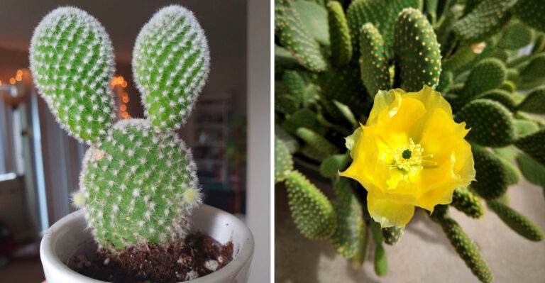 How To Help Your Bunny Ear Cactus Bloom In Pennsylvania