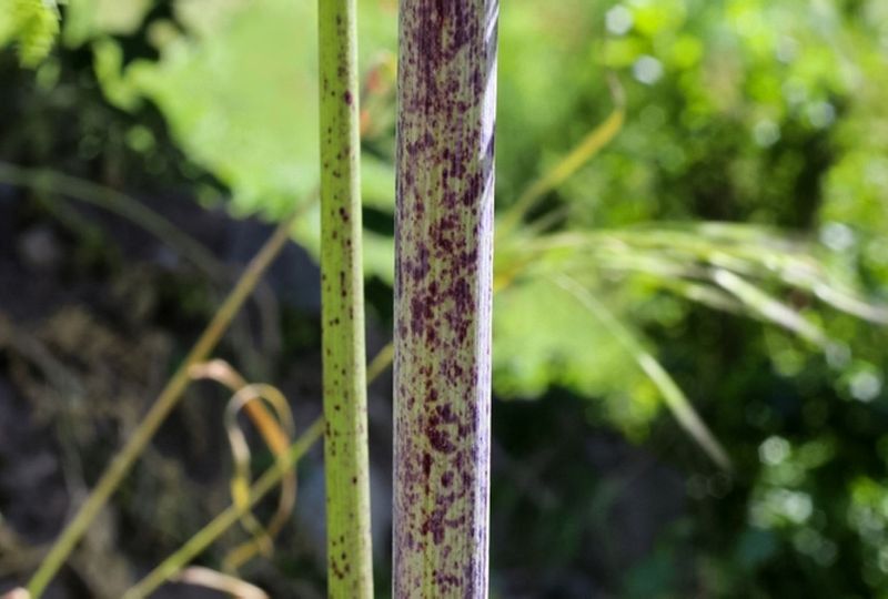 The Purple-Spotted Stems That Set It Apart