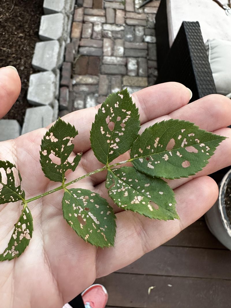 The Biggest Mistake Gardeners Make